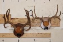(1) MULE DEER Antler Rack and (1) WHITETAIL DEER Antler Rack Mounted on Wooden Plaques (ONE$)
