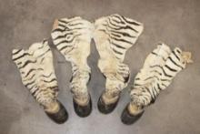 (4) ZEBRA Hooves with attached Leg Hide (ONE$)