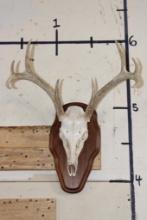 8-Point WHITETAIL DEER Skull on a Wooden Plaque