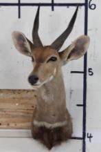 BUSHBUCK Shoulder Mount