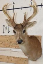 8-Point BLACK TAIL DEER Shoulder Mount
