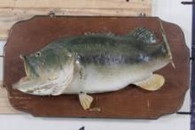 Real Skin LARGE MOUTH BASS on a Wooden Plaque