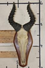Big Heavy Horned RED HARTEBEEST Skull on a Wooden Plaque