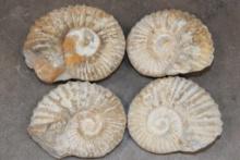 (4) AMMONITE FOSSILS (ONE$)