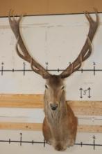 16-Point RED STAG Shoulder Mount