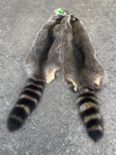 (2) *New* Large RACCOON FURS or Hides (ONE$)