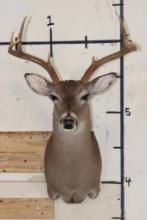 7-Point WHITETAIL DEER Shoulder Mount