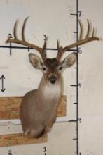11-Point (Wide Rack) WHITETAIL DEER Shoulder Mount
