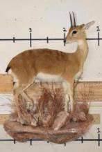 Life-sized ORIBI on a simulated Rock Wall Base