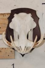 WARTHOG Skull on a Wooden Plaque