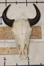 North American BUFFALO or BISON Skull with a Wire Hanger