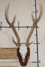 AXIS DEER Skull on a Wooden Plaque with an Extra Brow Tine