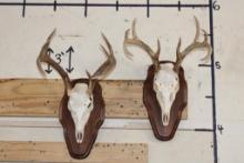 (2) 8-Point WHITETAIL DEER Skulls on Matching Wooden Plaques (ONE$)