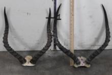 (2) Sets of IMPALA HORNS on Skull Caps (ONE$)