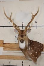 7-Point AXIS DEER Wall Pedestal Mount