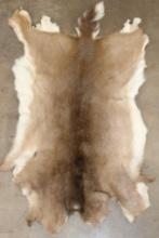 WHITETAIL DEER Hide or Pelt