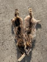 (2) *NEW* Tanned RACCOON Hides (ONE$)