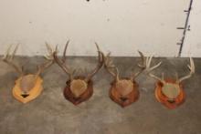 (4) Mounted WHITETAIL DEER Antler Racks on Wooden Plaques (ONE$)