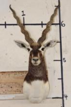 BLACKBUCK Shoulder Mount