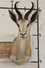 COMMON SPRINGBOK Shoulder Mount