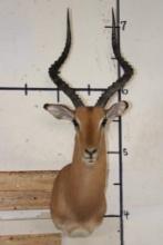 IMPALA Shoulder Mount