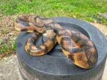 Life-sized Striking RATTLESNAKE with a Big Rattle