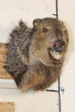 JAVELINA Shoulder Mount
