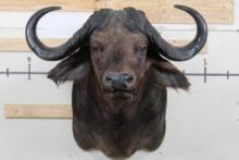 CAPE BUFFALO Shoulder Mount