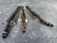 (3) *New* Large Soft and Tanned RACCOON Furs or Hides (ONE$)
