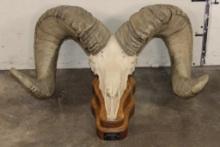 Massive Reproduction DESERT SHEEP Skull and Horns on a Wood Table Pedestal