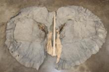 Pair of (2) African ELEPHANT Ears (ONE$)