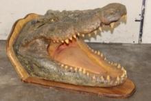 XL CROCOBIDLE Head with *Real Skin* and *Real Teeth* mounted on a Wood Pedestal