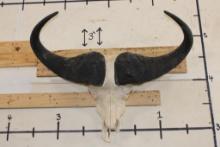 CAPE BUFFALO Skull with All its Teeth and a Wire Hanger