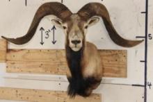 Big CORSICAN SHEEP RAM Shoulder Mount