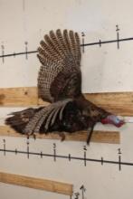 Life-sized Flying TURKEY with a Wire Wall Hanger