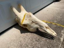 Giant GIRAFFE Skull with All its Teeth