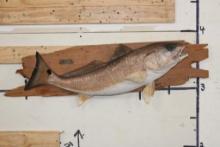 Beautiful *Real Skin* RED FISH Mounted on a Wooden Plank