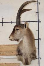 RONDA IBEX Shoulder Mount