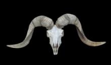 TEXAS DALL RAM Skull and Horns with Most of its Teeth