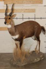 Life-sized BUSHBUCK on a light weight Foam Base