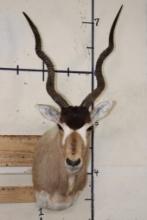 *TEXAS RESIDENTS ONLY* Big ADDAX Shoulder Mount