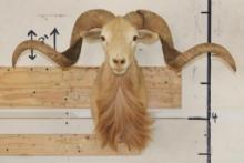 TEXAS DALL SHEEP Ram Shoulder Mount