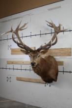 BIG 12-Point RED STAG Shoulder Mount