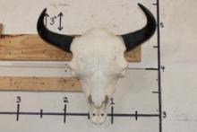 XXL BISON/BUFFALO Skull with a Wire Hanger