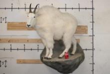 Life-sized MOUNTAIN GOAT on a Simulated Rock Wall Base