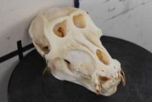 *TEXAS RESIDENTS ONLY*! *RARE* DRILL Primate Skull