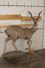 Life-sized LESSER KUDU on a light-weight Foam Base