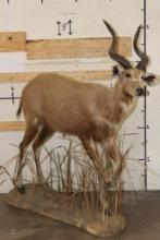 *Rarely Seen* Life-sized SITATUNGA on a light-weight Foam Base