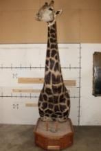 XXL 11' Tall GIRAFFE Pedestal Mount on a Wood Base with Wheels