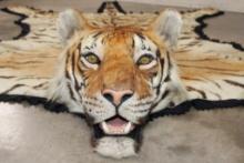 *TEXAS RESIDENTS ONLY* XL TIGER Rug with its Mounted Head and a Felt Bottom
